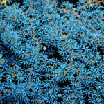 Corali4