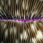 Corali5