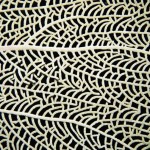 Corali7