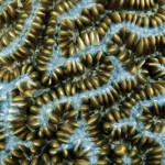 Corali8